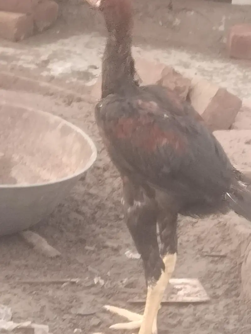 pure aseel mianwalihome breed — photo 4