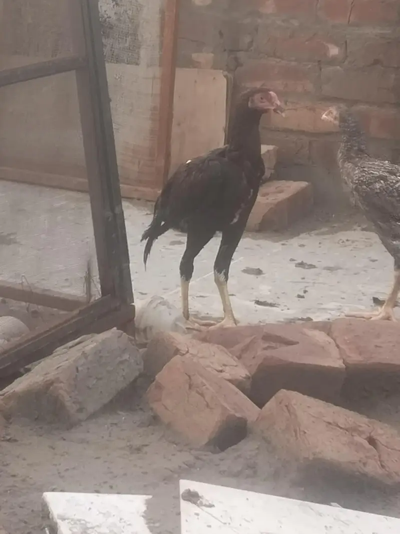 pure aseel mianwalihome breed — photo 5