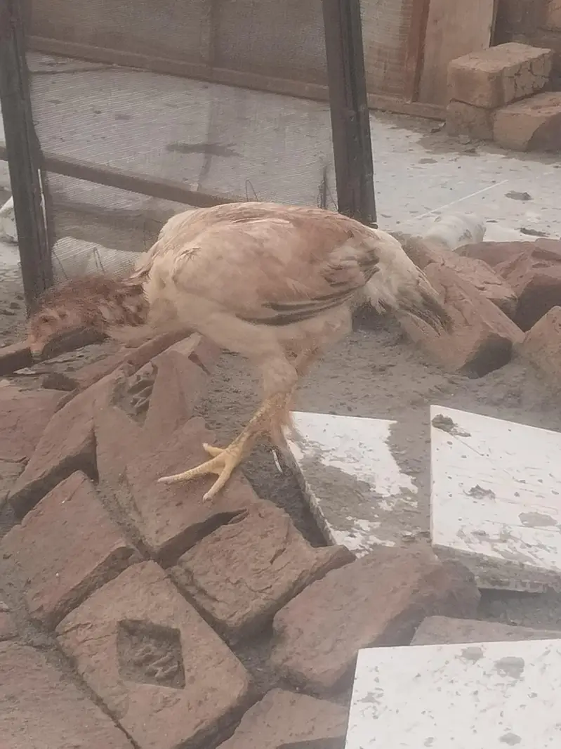 pure aseel mianwalihome breed — photo 6