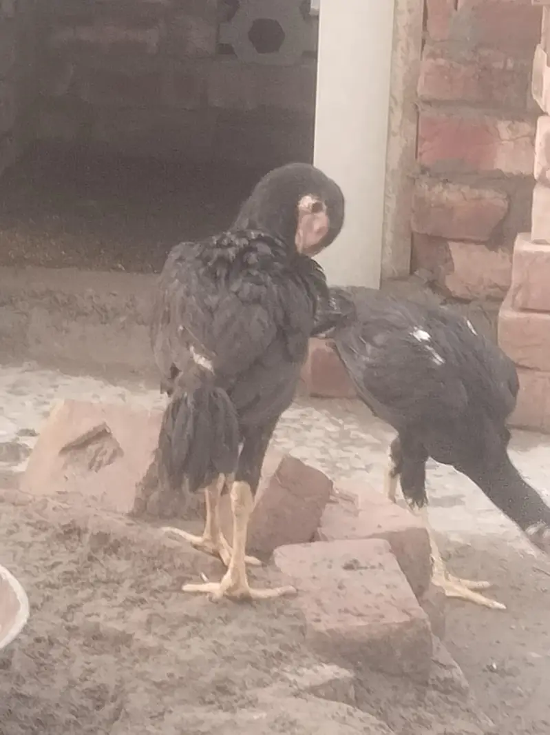 pure aseel mianwalihome breed — photo 7
