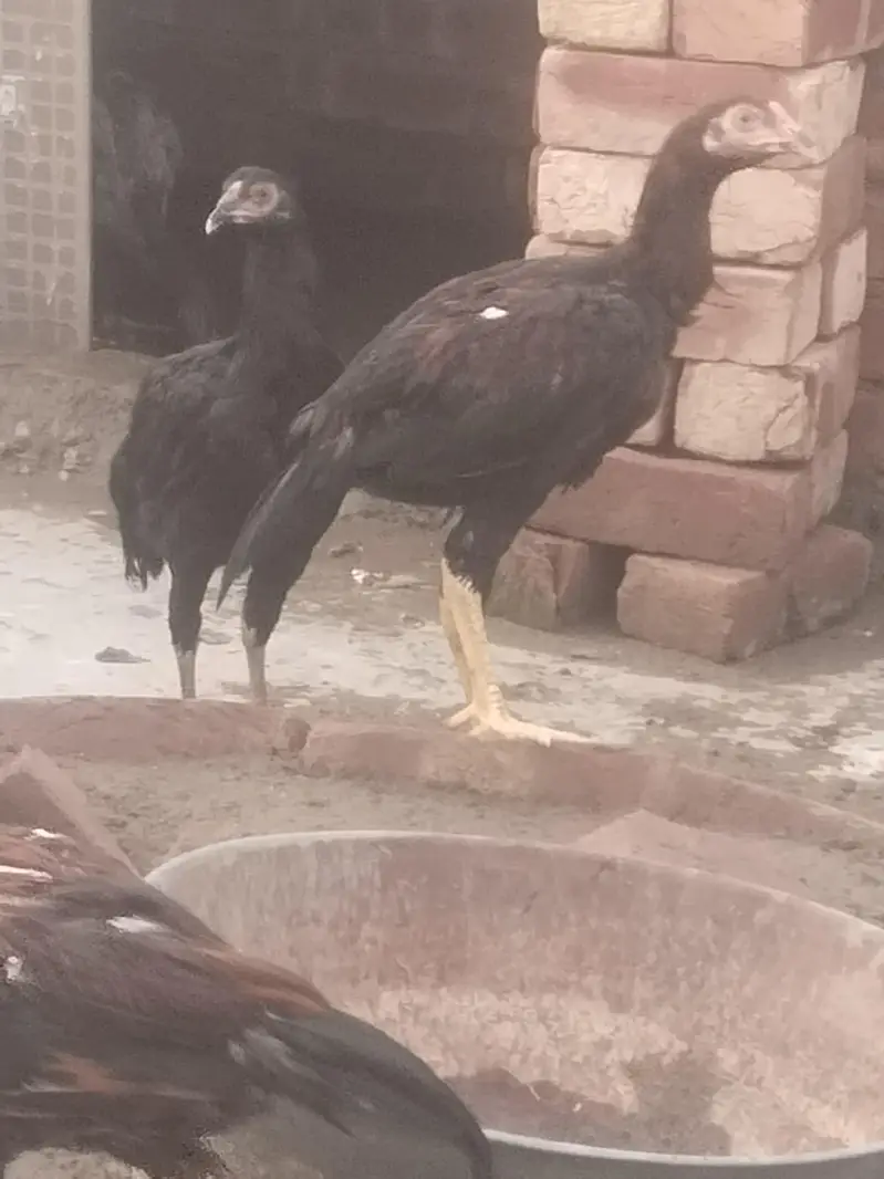 pure aseel mianwalihome breed — photo 9