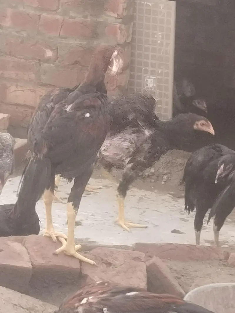 pure aseel mianwalihome breed — photo 10