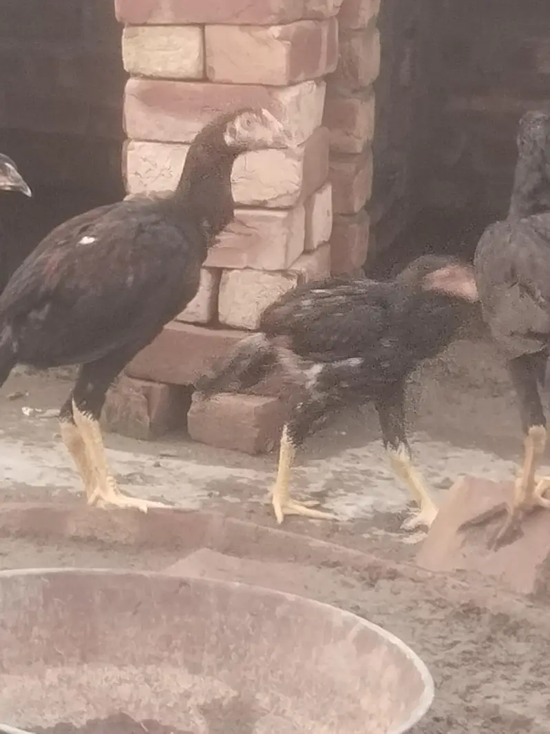 pure aseel mianwalihome breed — photo 11