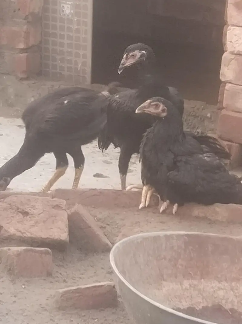 pure aseel mianwalihome breed — photo 12