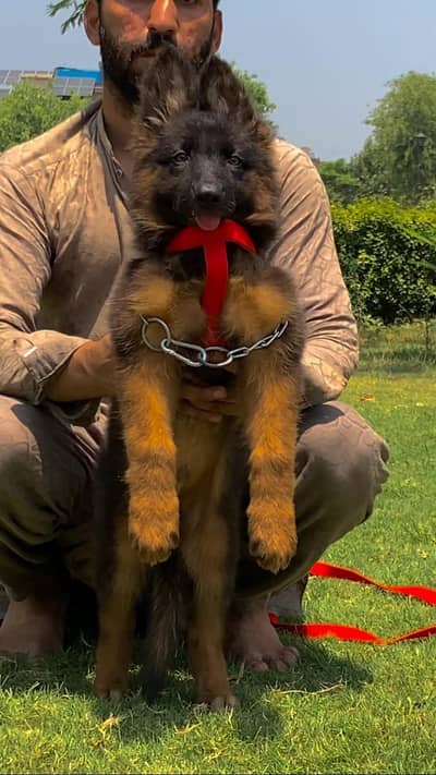 German Shepherd long coat 3 month