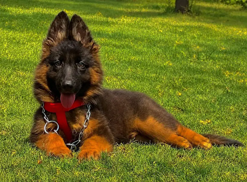German Shepherd long coat 3 month — photo 2