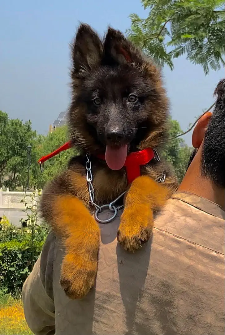 German Shepherd long coat 3 month — photo 3