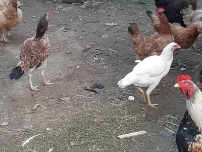 murgi aur murga