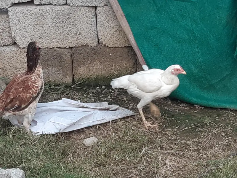 murgi aur murga — photo 2