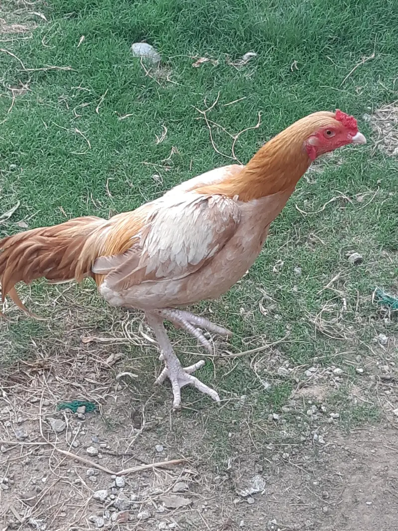 murgi aur murga — photo 5