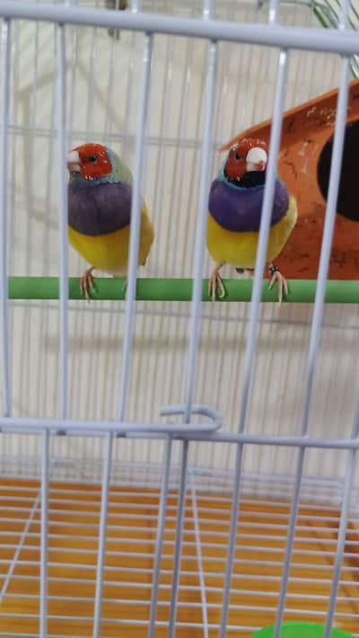 Golden finches