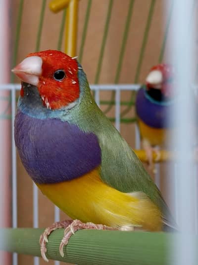 Golden finches