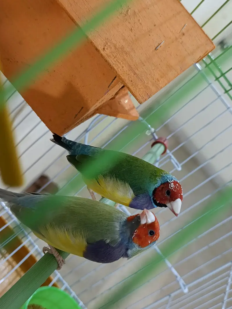 Golden finches — photo 2