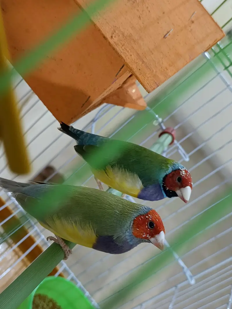 Golden finches — photo 3