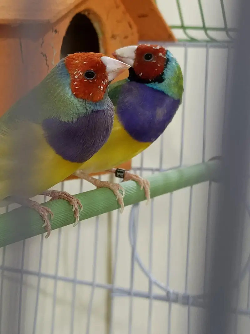 Golden finches — photo 4