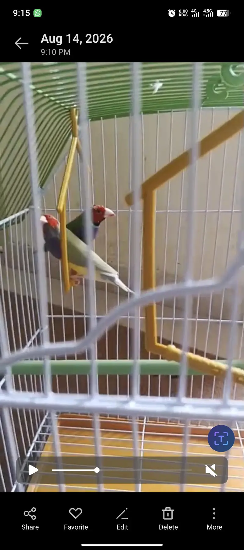 Golden finches — photo 6