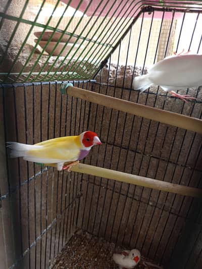 Lotino Lady Goldian Male only