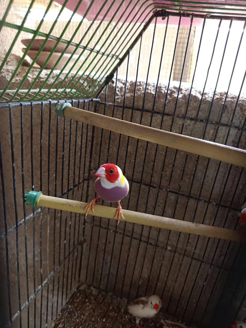 Lotino Lady Goldian Male only — photo 2