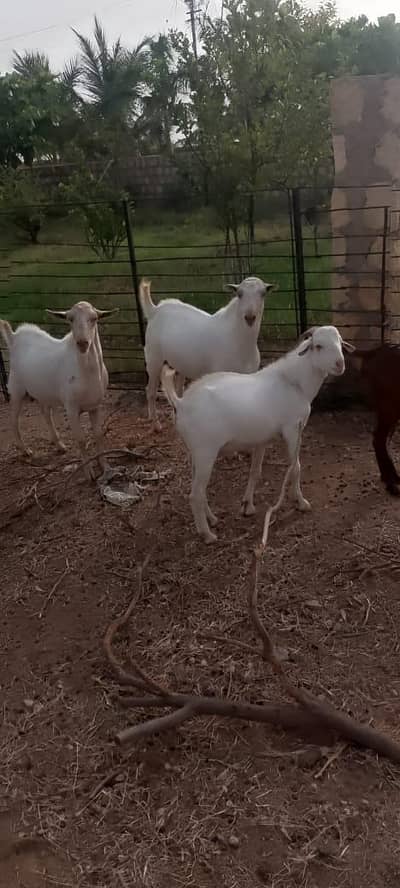 teddy  kamori nasal 6 female 3 bache for sell in Karachi