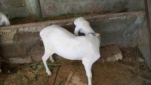 khara dumba