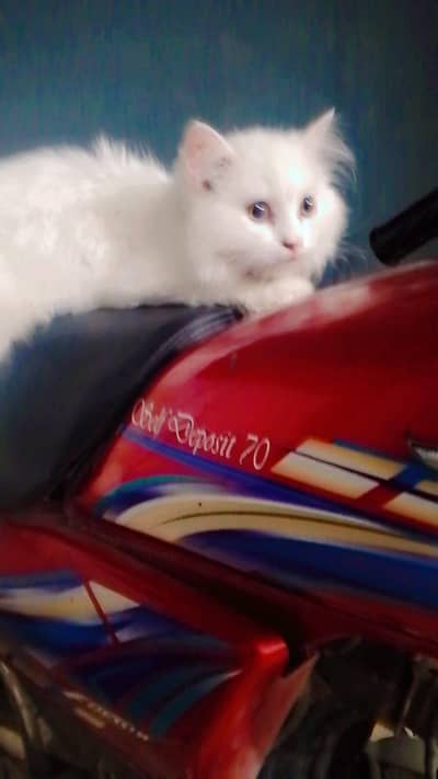 selling my persian cat urgent. .
