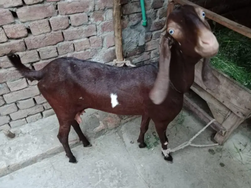 goat with baby for sale — photo 2