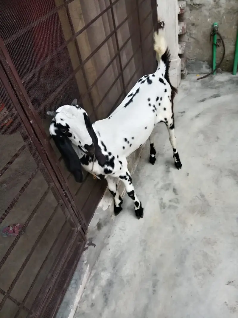 goat with baby for sale — photo 3