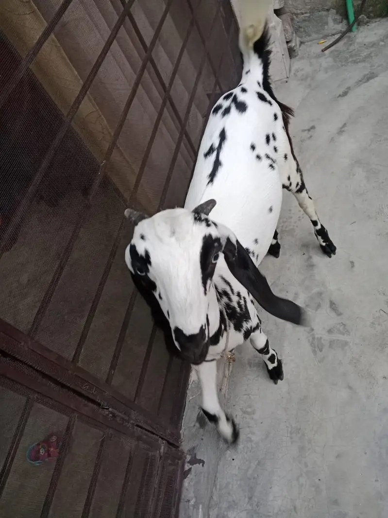 goat with baby for sale — photo 4
