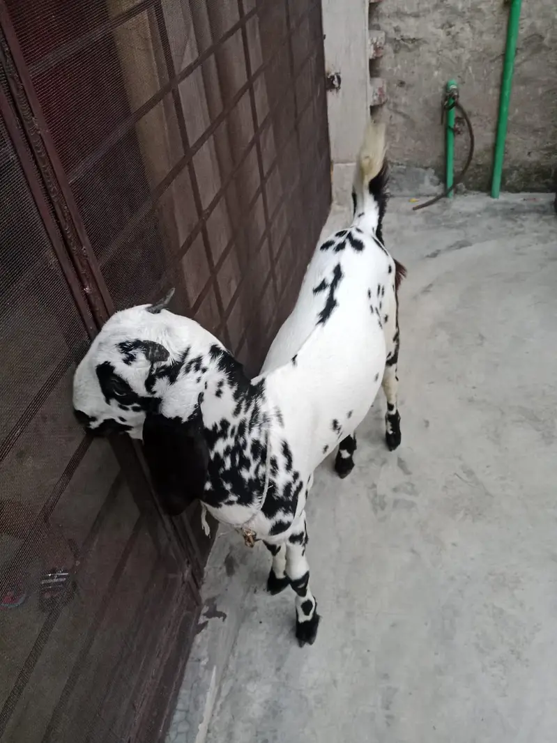 goat with baby for sale — photo 5