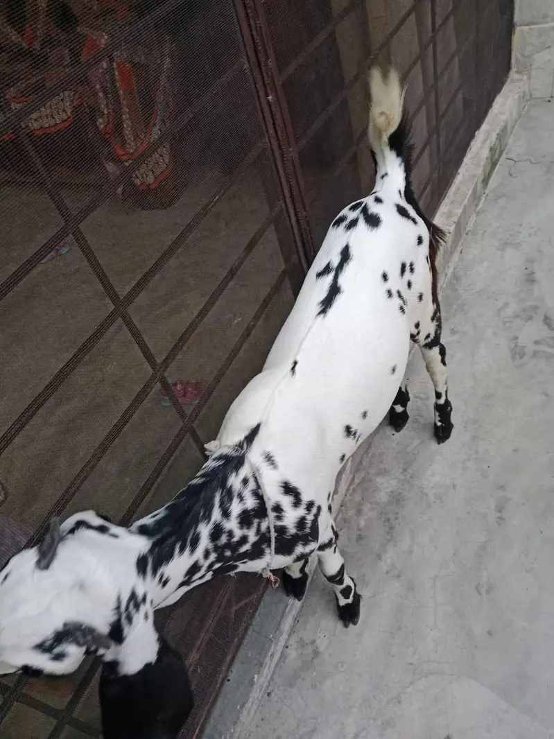 goat with baby for sale — photo 6