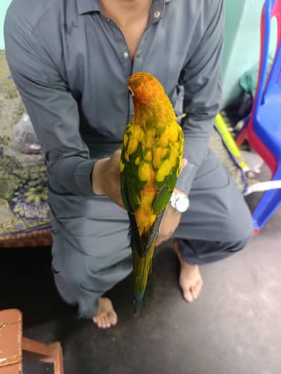 Beautiful Sun Conure For Sale