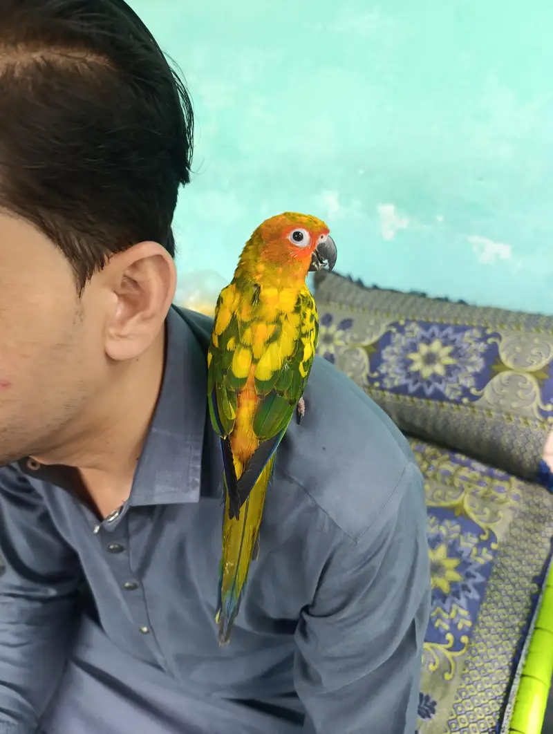 Beautiful Sun Conure For Sale — photo 3