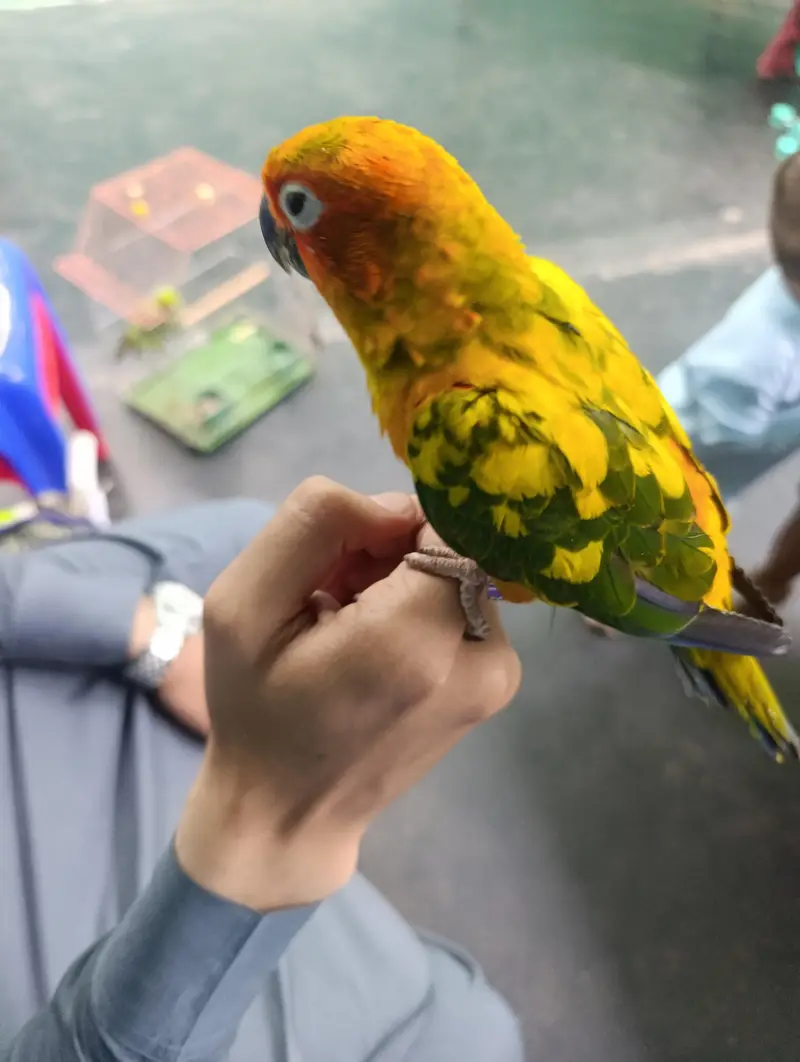 Beautiful Sun Conure For Sale — photo 4