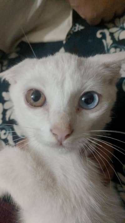 kitten for sale