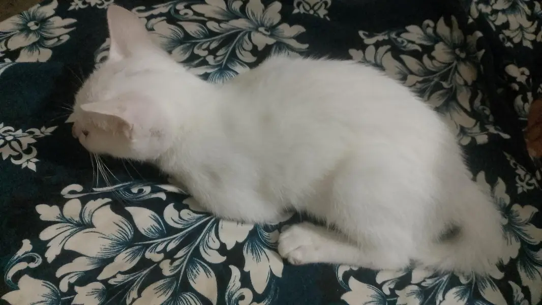 kitten for sale — photo 2