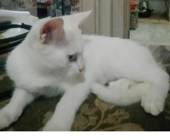 kitten for sale — photo 3