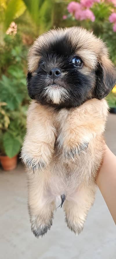 shih tzu male puppy available for sale