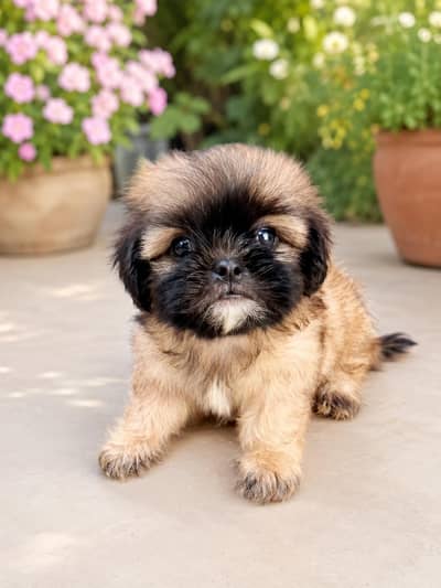 shih tzu male puppy available for sale