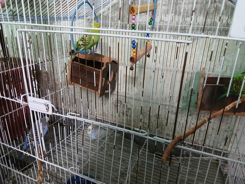 parrots 0