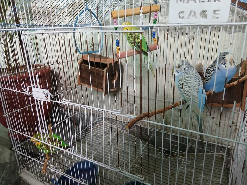 parrots 1
