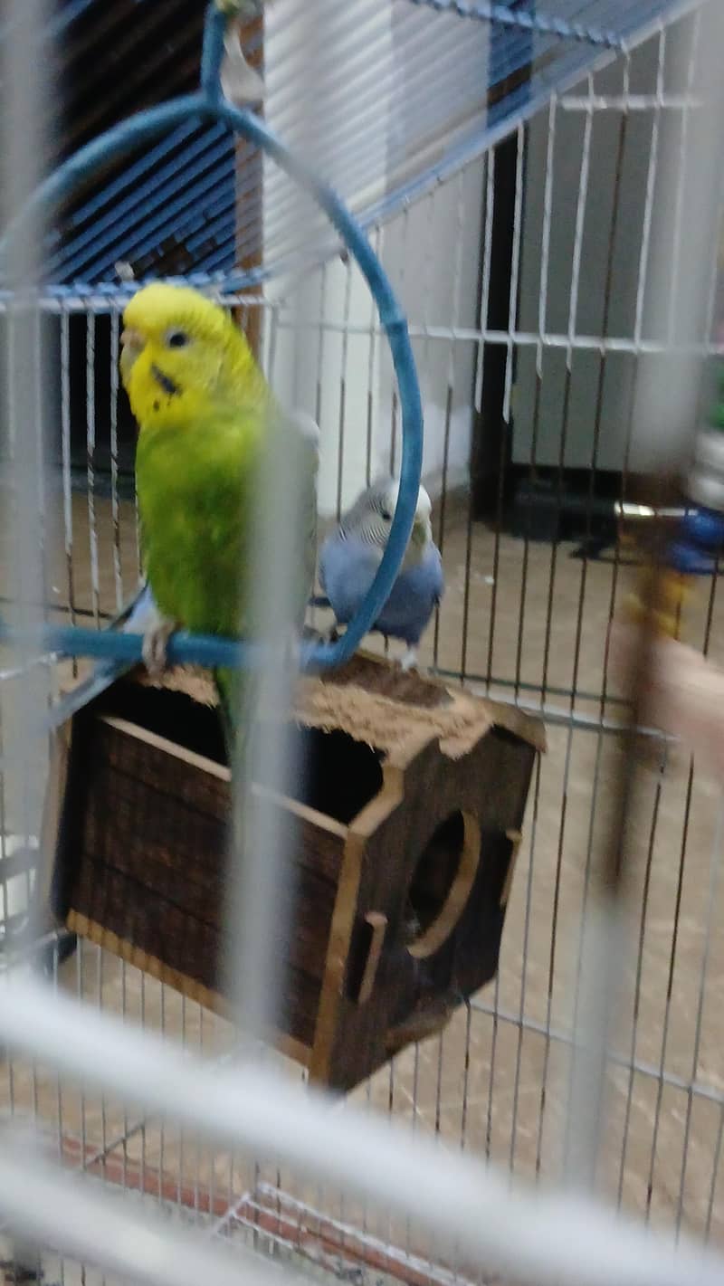 parrots 2