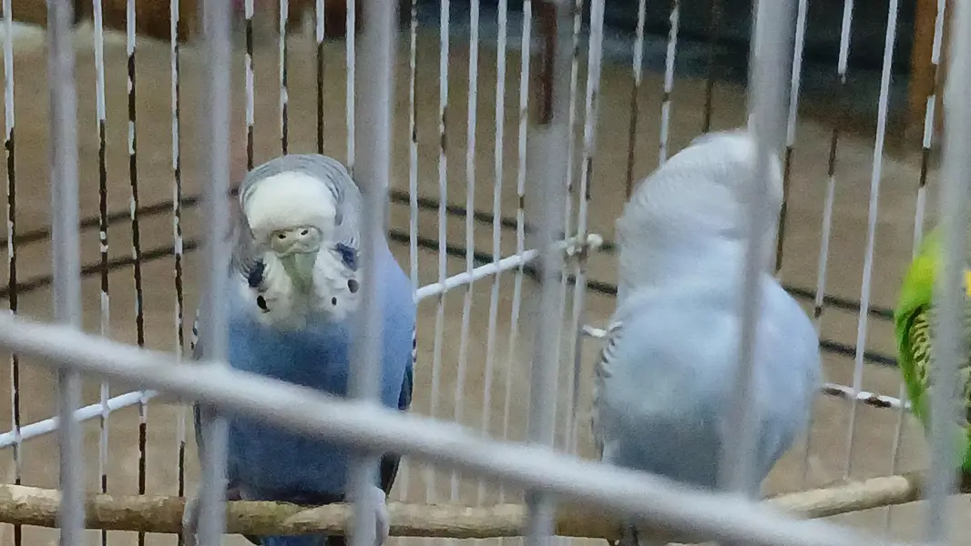 parrots — photo 4