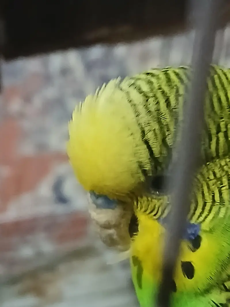 parrots — photo 5