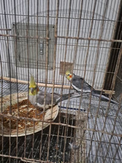 2 male cockatiel parrots for sale