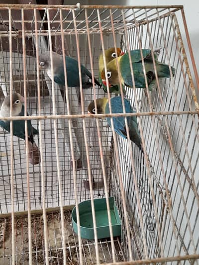 love birds four breeder pairs