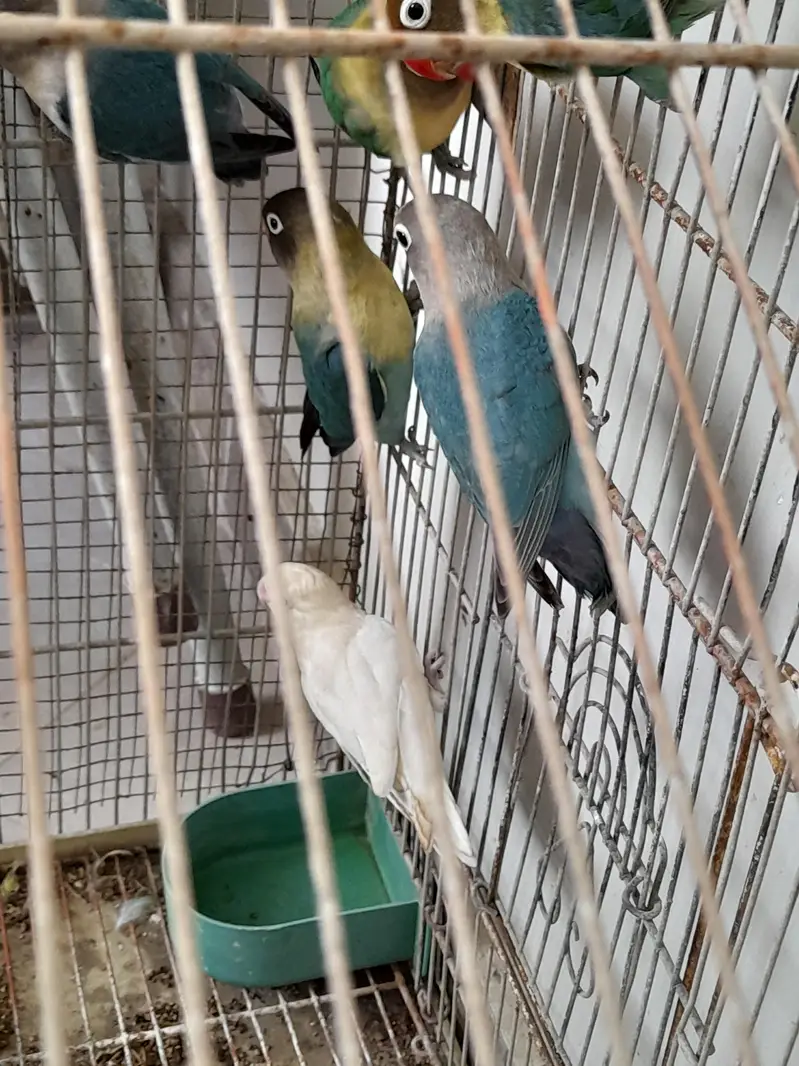 love birds four breeder pairs — photo 2