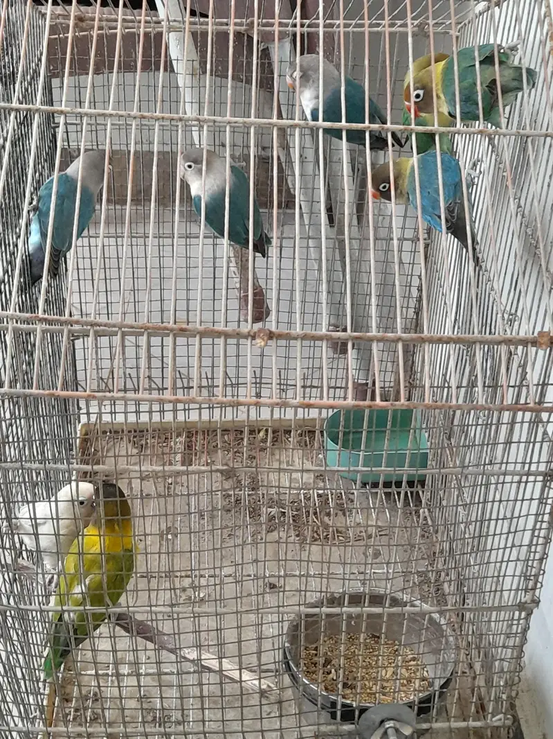 love birds four breeder pairs — photo 3