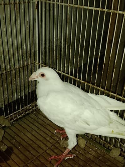 Fancy pegions for sale