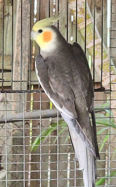 hand tame cockatiel