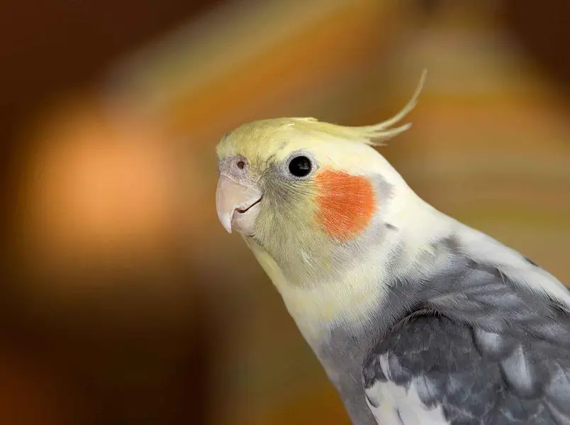 hand tame cockatiel — photo 2
